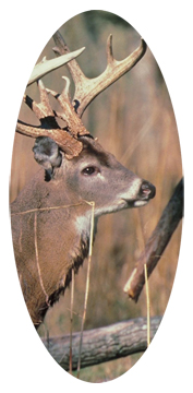 White Tail Crusing